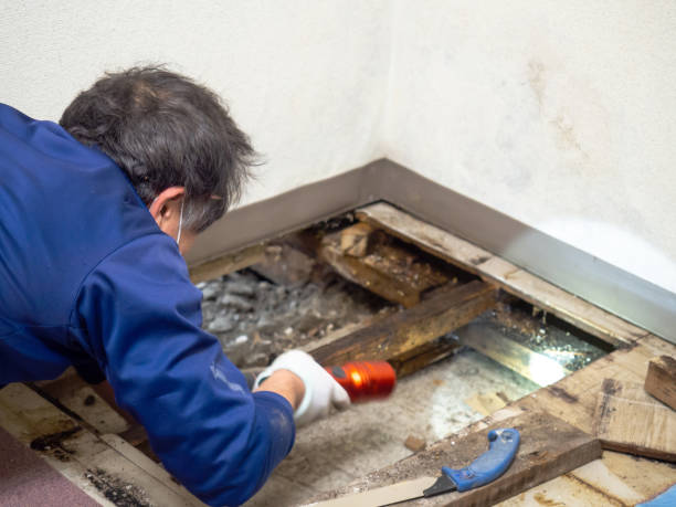 Best Mold Cleaning Services  in Anthony, NM