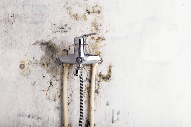 Trusted Anthony, NM Mold Removal Experts