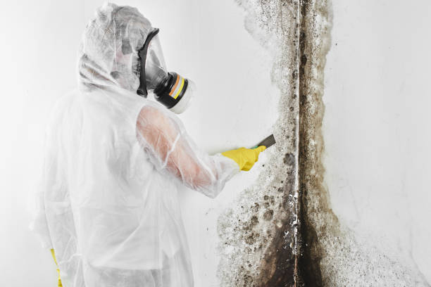 Best Residential Mold Removal  in Anthony, NM