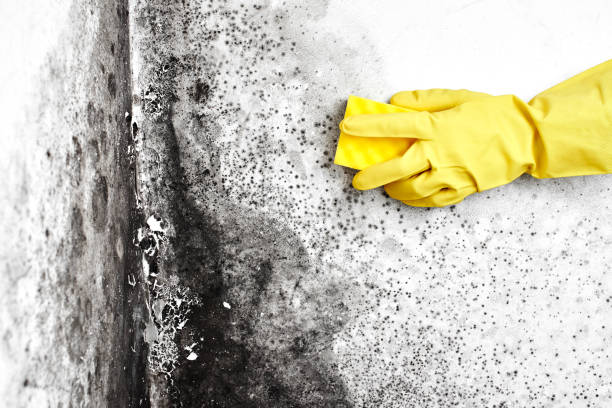 Best Mold Testing  in Anthony, NM
