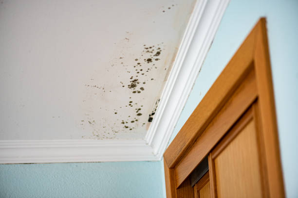 Best Mold Removal Process  in Anthony, NM