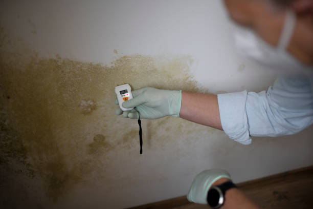 Best Attic Mold Removal  in Anthony, NM
