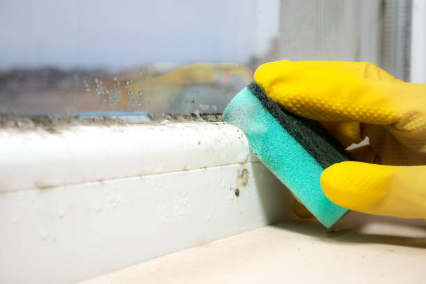 Best Mold Testing  in Anthony, NM