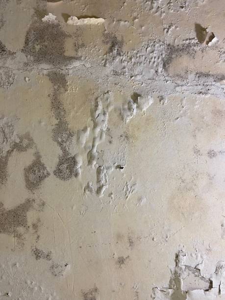 Best Home Mold Removal  in Anthony, NM