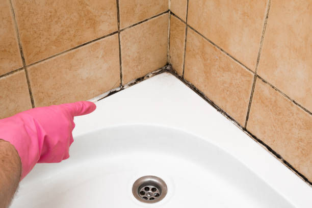 Best Mold Remediation  in Anthony, NM